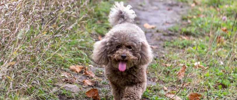 Törpe uszkár kutyafajtáról