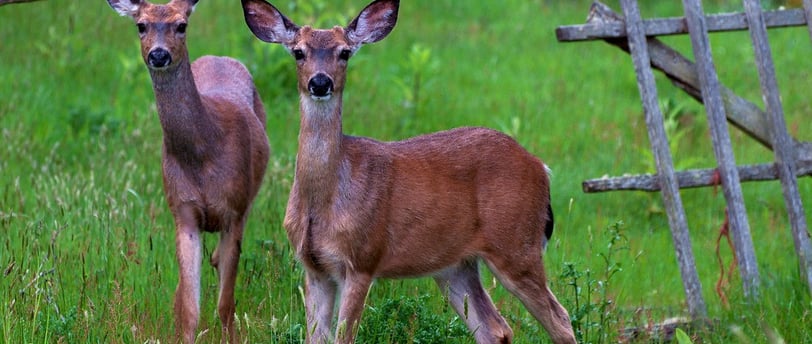 Deer-resistant shade planting