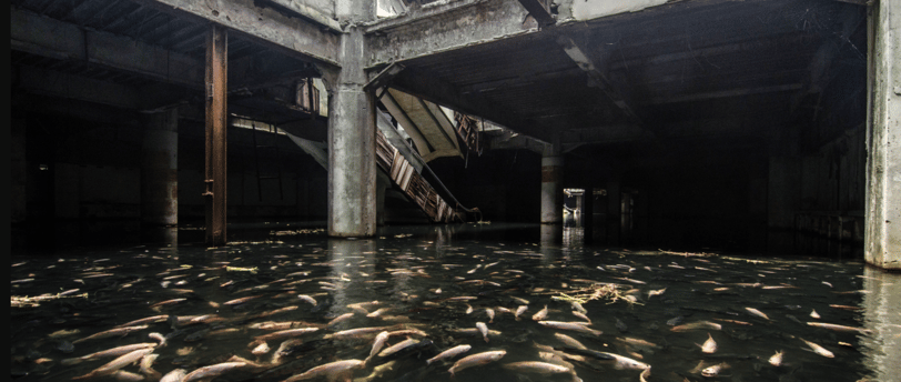 Numerous fish swimming in the abandoned New World Mall