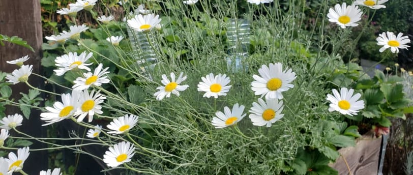 Photo de la plante d'anacyclus pyrethrum pour ses bienfaits en musculation