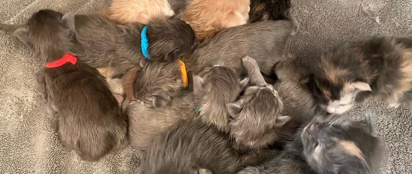 Polydactyl kittens