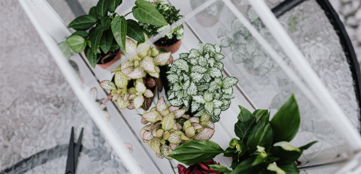 Mini estufa de mesa com diversas mudas coloridas e saudáveis de plantas ornamentais, vista de cima,