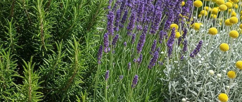 Bordura de jardín con plantas aromáticas como Romero, Lavanda y Santolina.