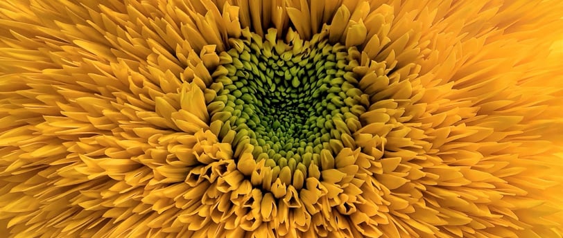 Coeur de tournesol