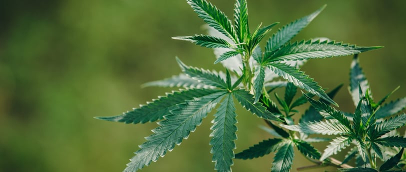zenmans cbd le mans feuilles de chanvre cbd