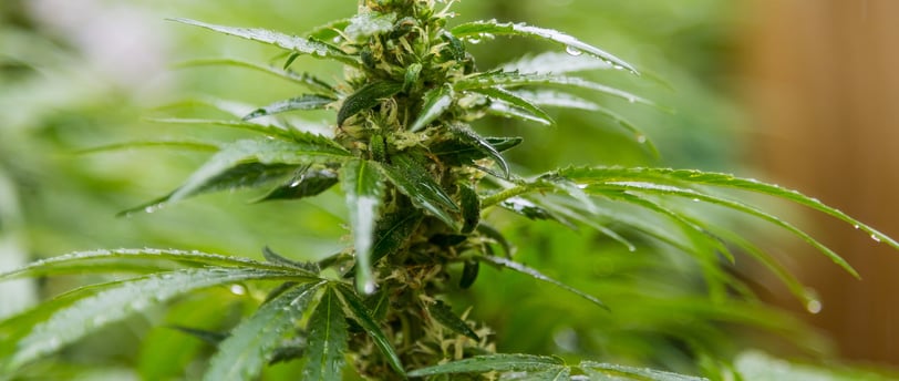 zenmans cbd le mans feuilles de chanvre cbd