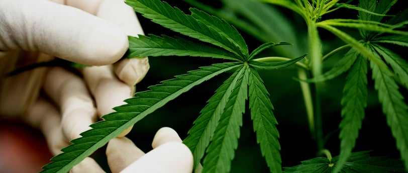 zenmans cbd le mans feuilles de chanvre cbd