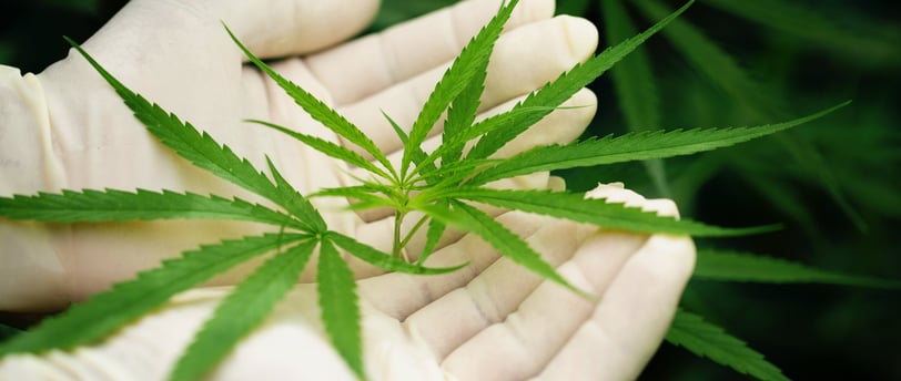 zenmans cbd le mans feuilles de chanvre cbd