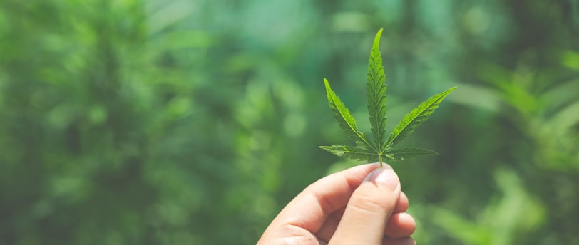 feuilles fleur chanvre cannabis légal cbd le mans zenmans