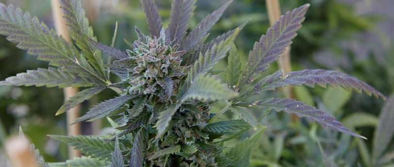 Fleurs de chanvre CBD de qualité supérieure - Zen'Mans CBD Le Mans
