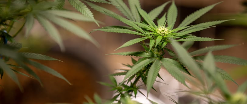 zenmans cbd le mans feuilles de chanvre cbd