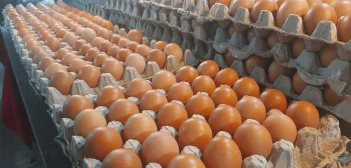 the world of eggs, business egg from farm to you table