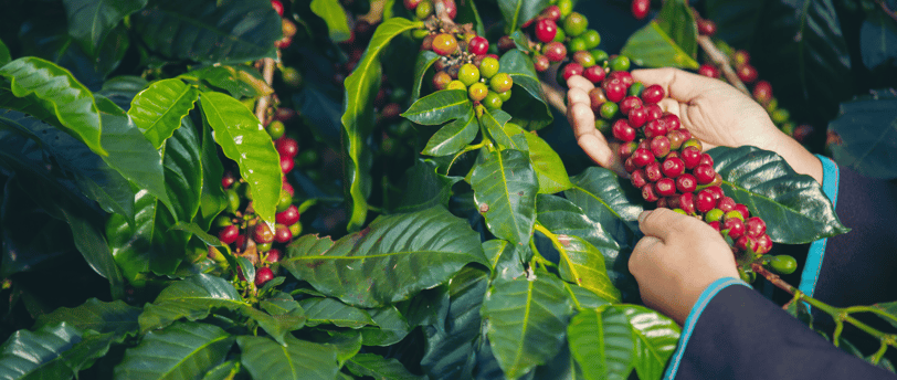Cafés que dominam o mundo