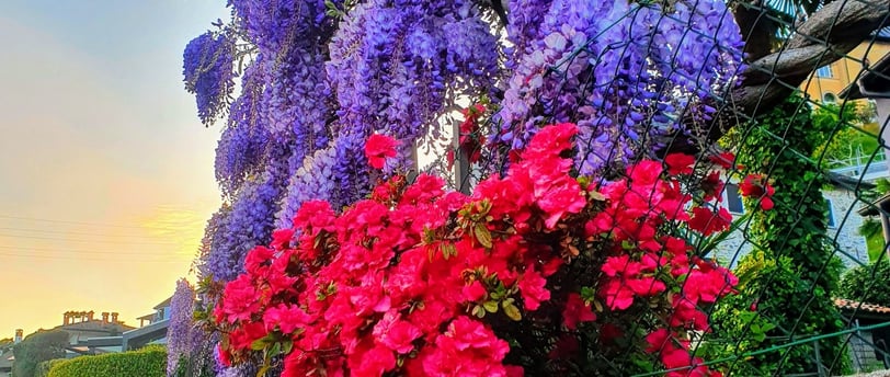 a bunch of flowers in a stone wall