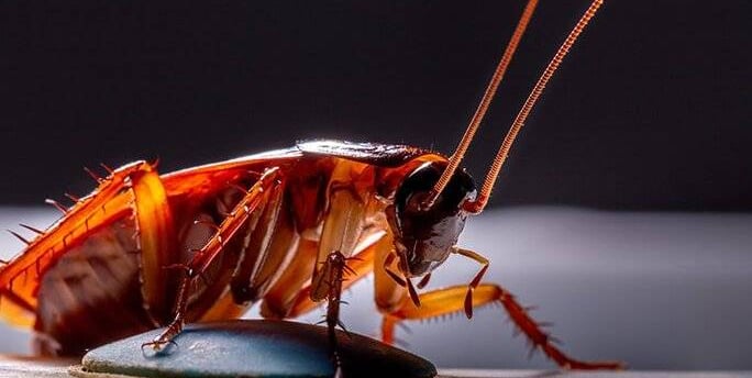 image of a giant cockroach with wings