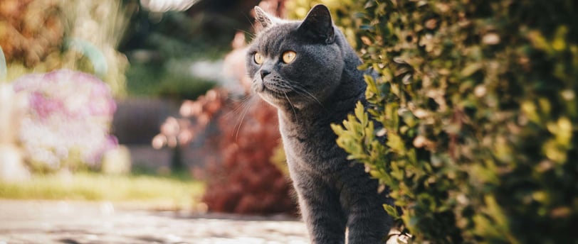 Cat in garden