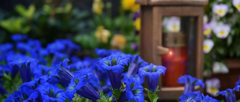 beautiful garden with many flower