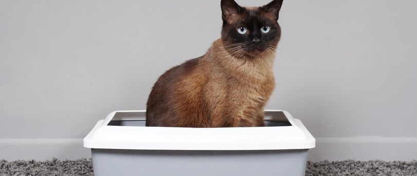 House-Trained Cat Sitting in Cat Toilet or Litter Box