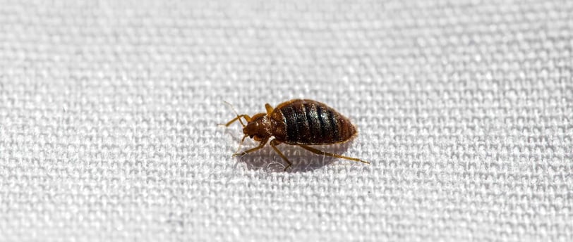 bedbugs
