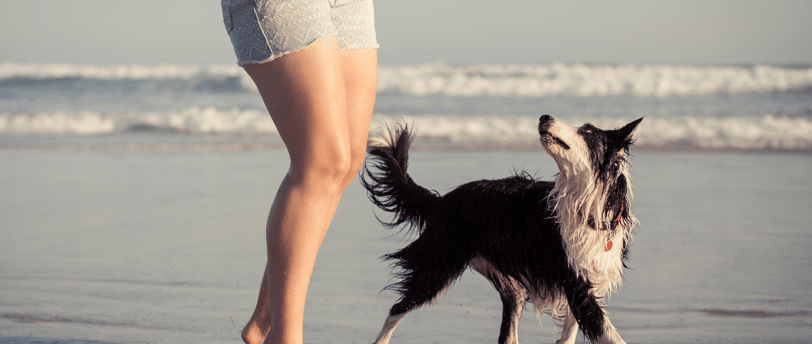 Beste Strände Gran Canaria für Hunde