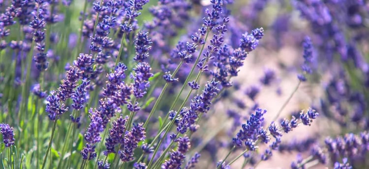 garden plant
