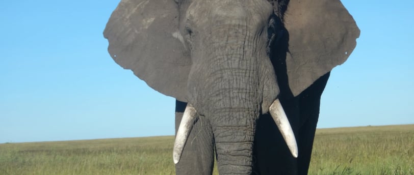 African savanna elephant in Serengeti National Park