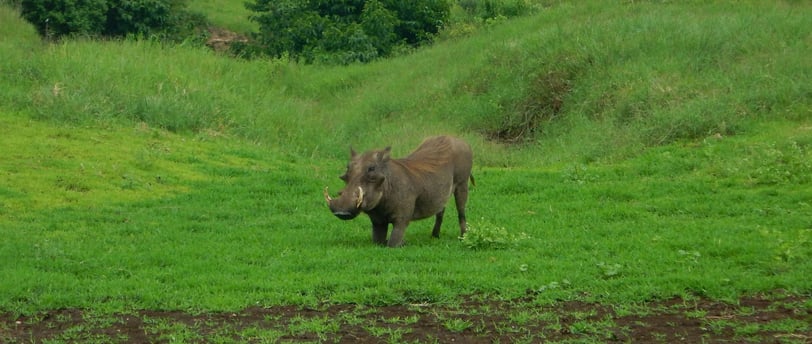 warthog feeding