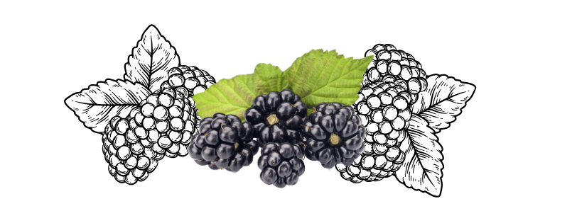 blackberries
