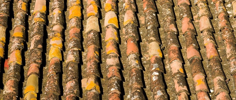 toit recouvert de lichens avant traitement