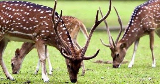 anak-anak memberi makan rusa di penangkaran rusa kertamanah pangalengan
