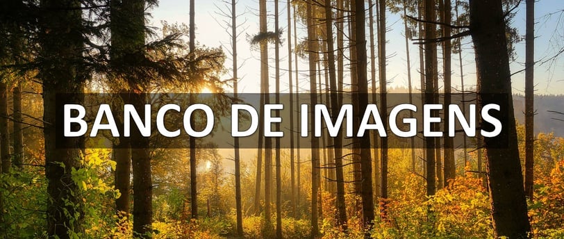 Melhores Bancos de Imagens e Vídeos Grátis: Pexels, Pixabay e Unsplash