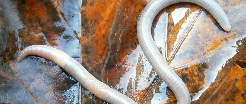 a worm on a leaf