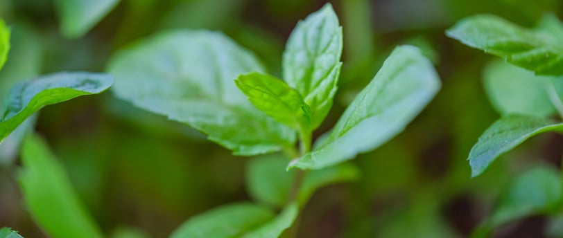 menthe poivrée