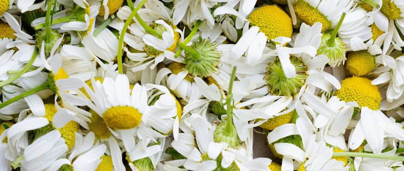 plantes contre le stress