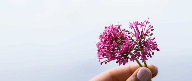 fleur de valeriane aide à mieux dormir