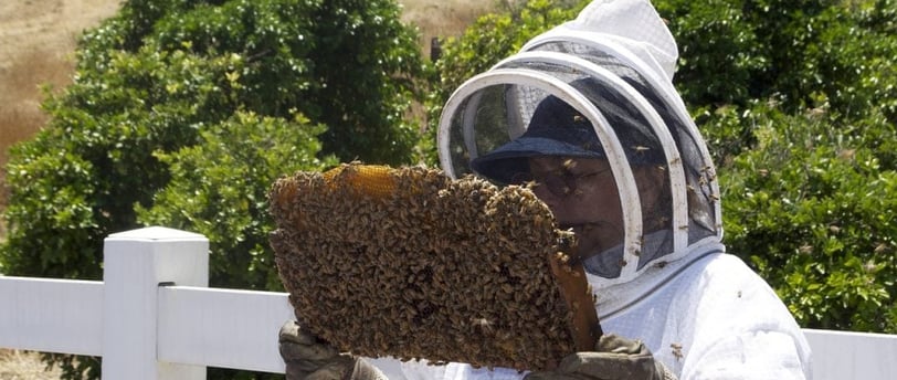 Honey Bee Health – Essential Practices for Thriving Colonies