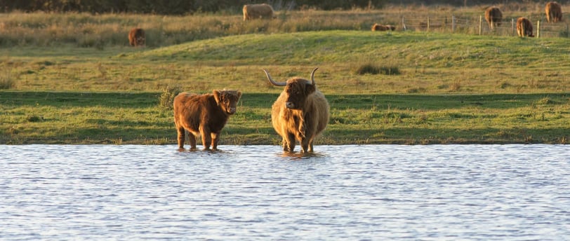  vaches Highland Cattle dans le marais du Crotoy.