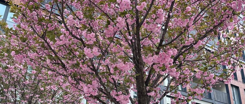 a tree with pink flowers in the middle of a city