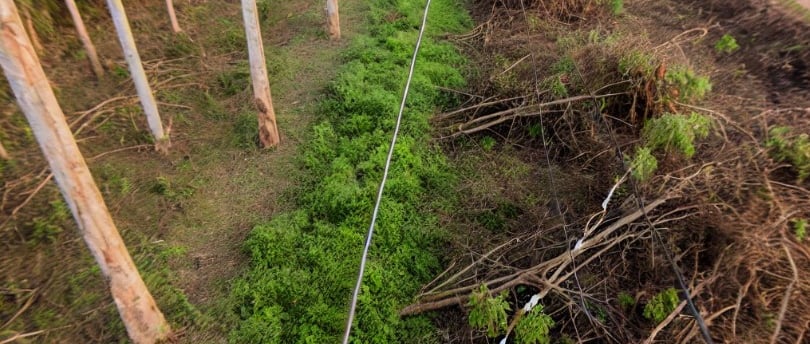 supressão de vegetação para passagem de linha de transmissão