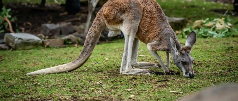 Taronga Zoo, featured on MyTripJunction.com travel blog.