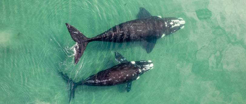 drone shot of whale .
