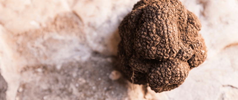 trufalab trufa negra tuber melanosporum