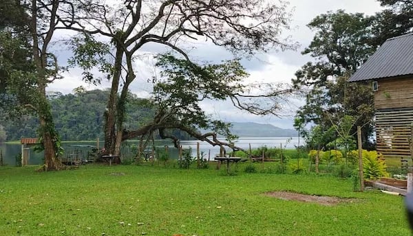 a dog is standing in the grass near a house lago de yojoa