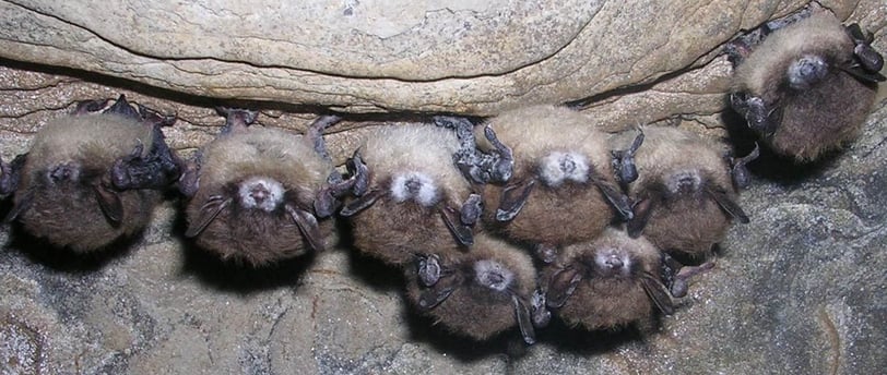 Bats with white nose syndrome, photo: Government of Alberta/Flickr, CC BY-ND