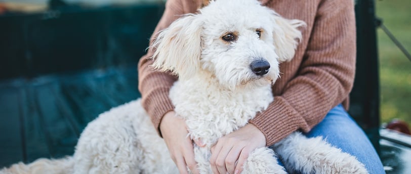 person hugging curly white dog on a truck bed