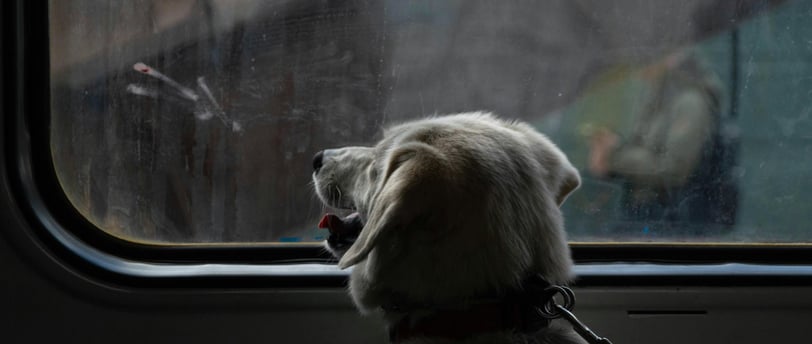 dog looking out a bus or train window