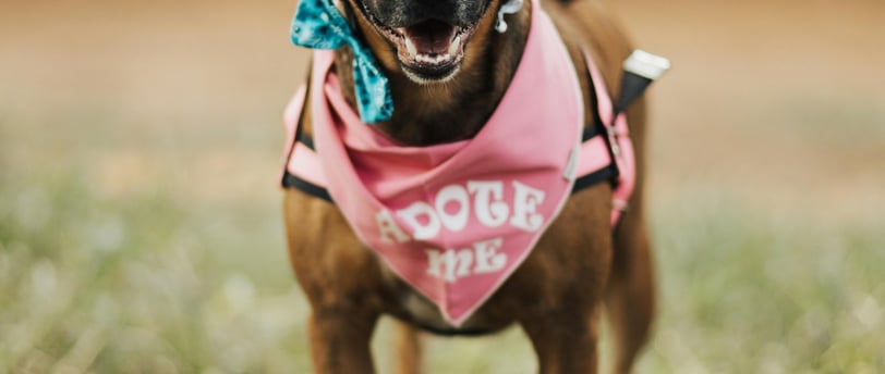 dog with bandana that says "adote (adopt) me"