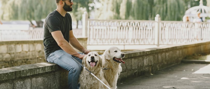 a man with a cane and two golden retrievers
