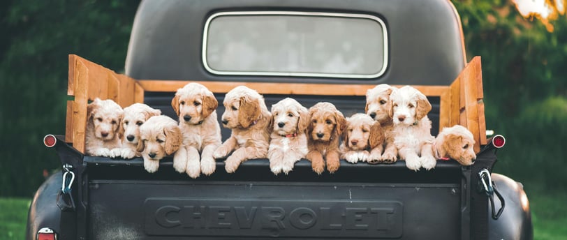 a line of puppies in the bed of a pickup truck