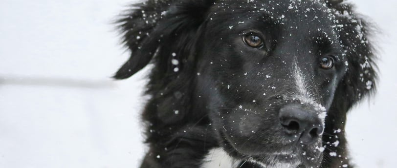 face of a black dog sprinkled with snow